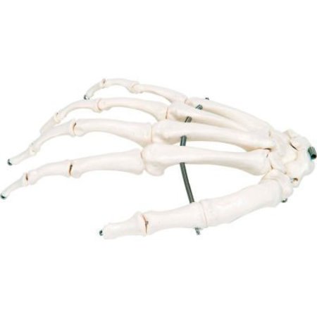 FABRICATION ENTERPRISES 3B® Anatomical Model - Loose Bones, Hand Skeleton, Right 12-4580R